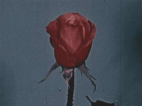 SLmn.gif