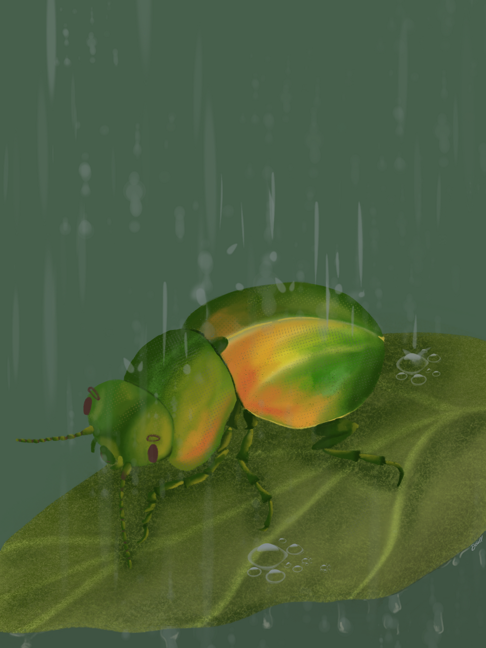 Beetle Illustration