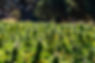 New Vision (Hemp Shots)-10.jpg