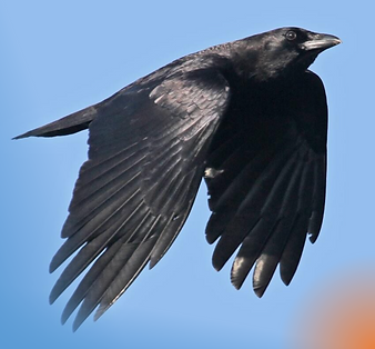 Screenshot 2024-04-05 at 1.24.59 PM.png