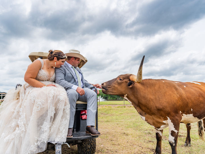 A bride and groom posing with a longhorn on their wedding day at a ranch wedding venue near Katy, Texas.