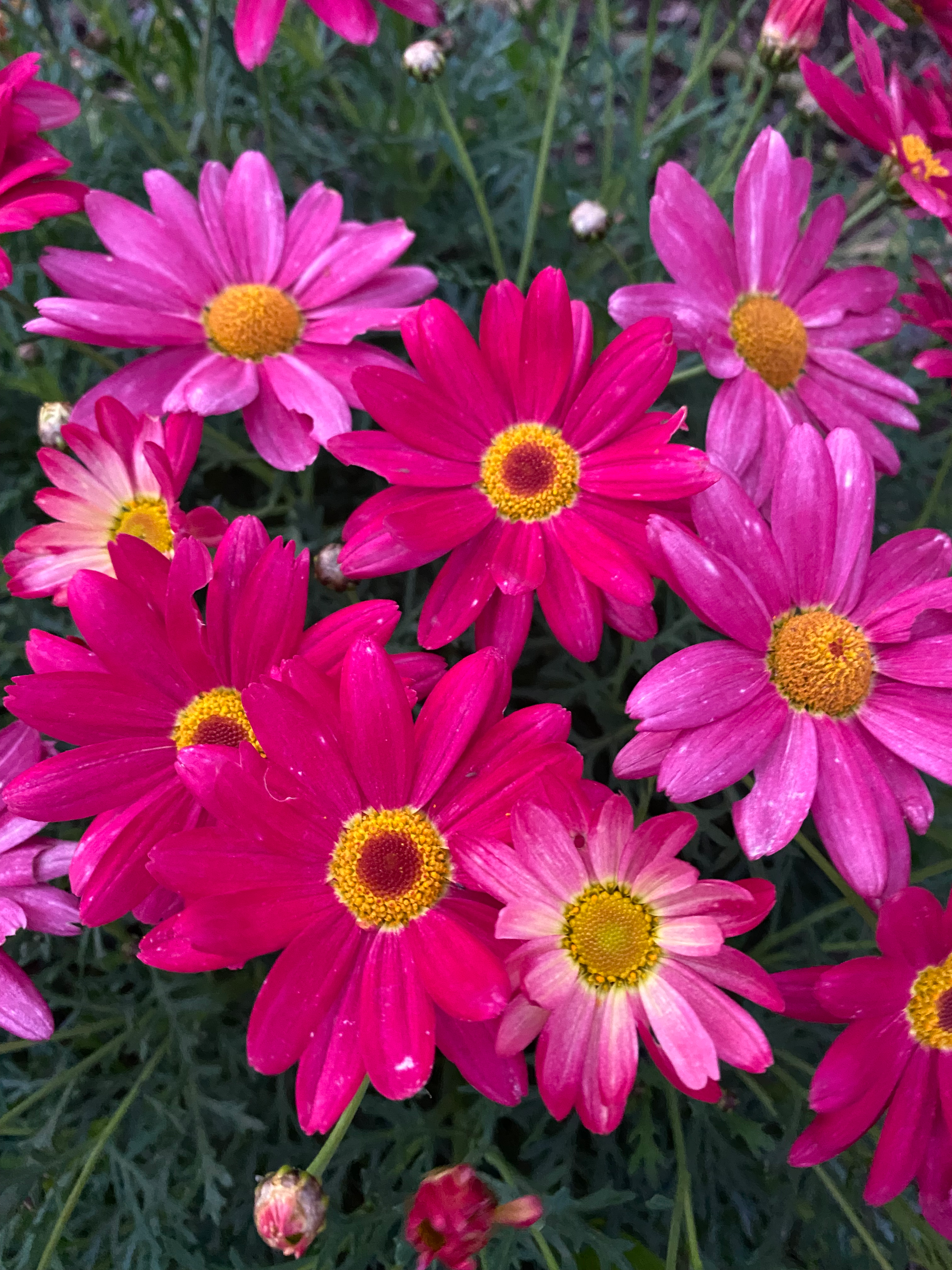 Aster ‘ perfection mix ‘