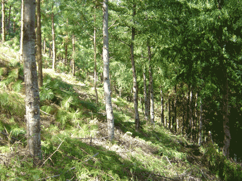 Naturaleza Soacha