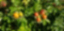 Home grown tomatoes from Ava's garden.