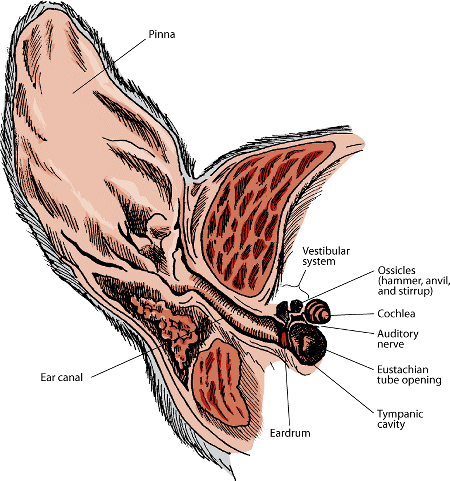 DDD_dog_inside_ear.gif