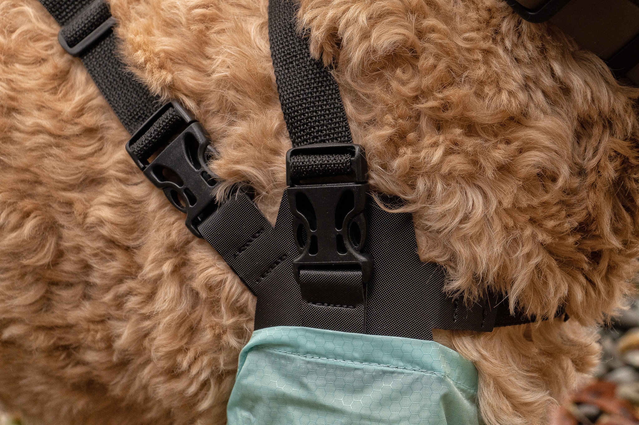 Dog Gaiters ubicaciondepersonas.cdmx.gob.mx