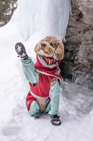 snow gear for dogs, snow pants for dogs, winter dog boots, dog snow gear