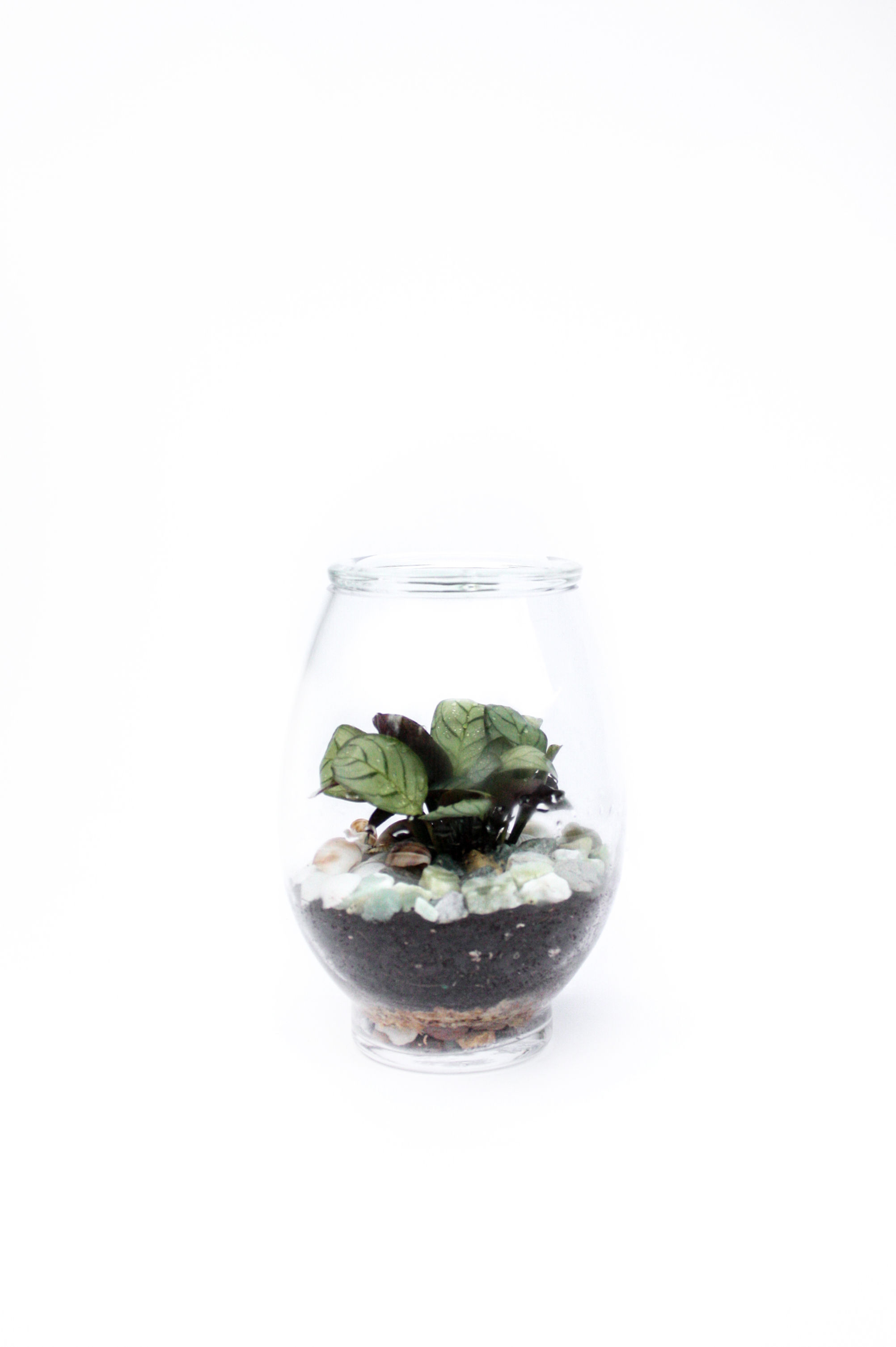 Terrarium Lotus