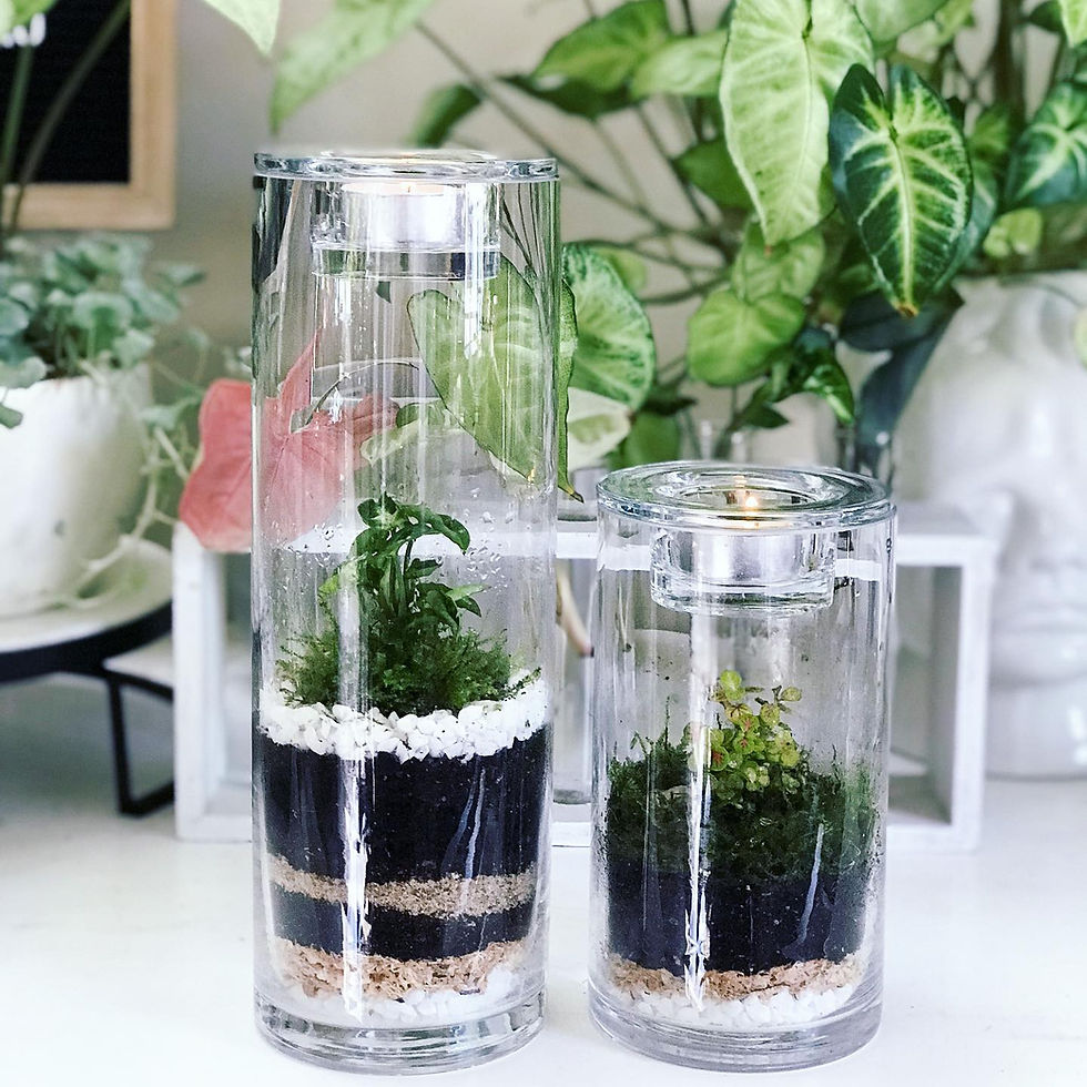 Thumbnail: wenderplant terrarium, terrarium sydney, sydney terrarium, indoor plant, plant gift, tealight set