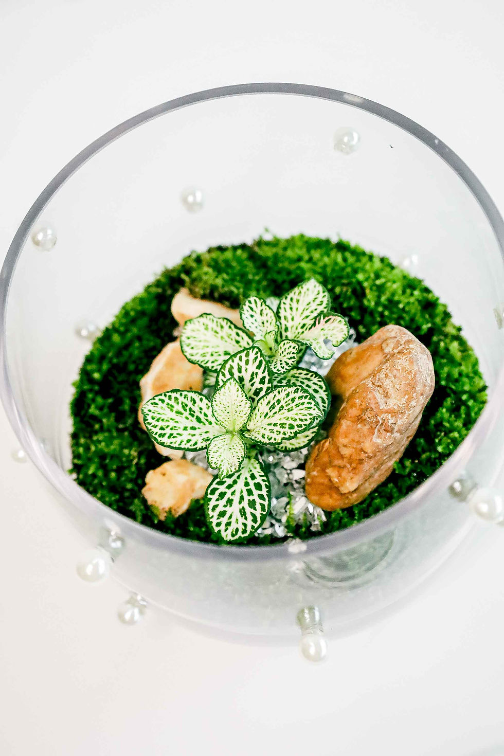 Thumbnail: Terrarium Bobby - Pearl Collection