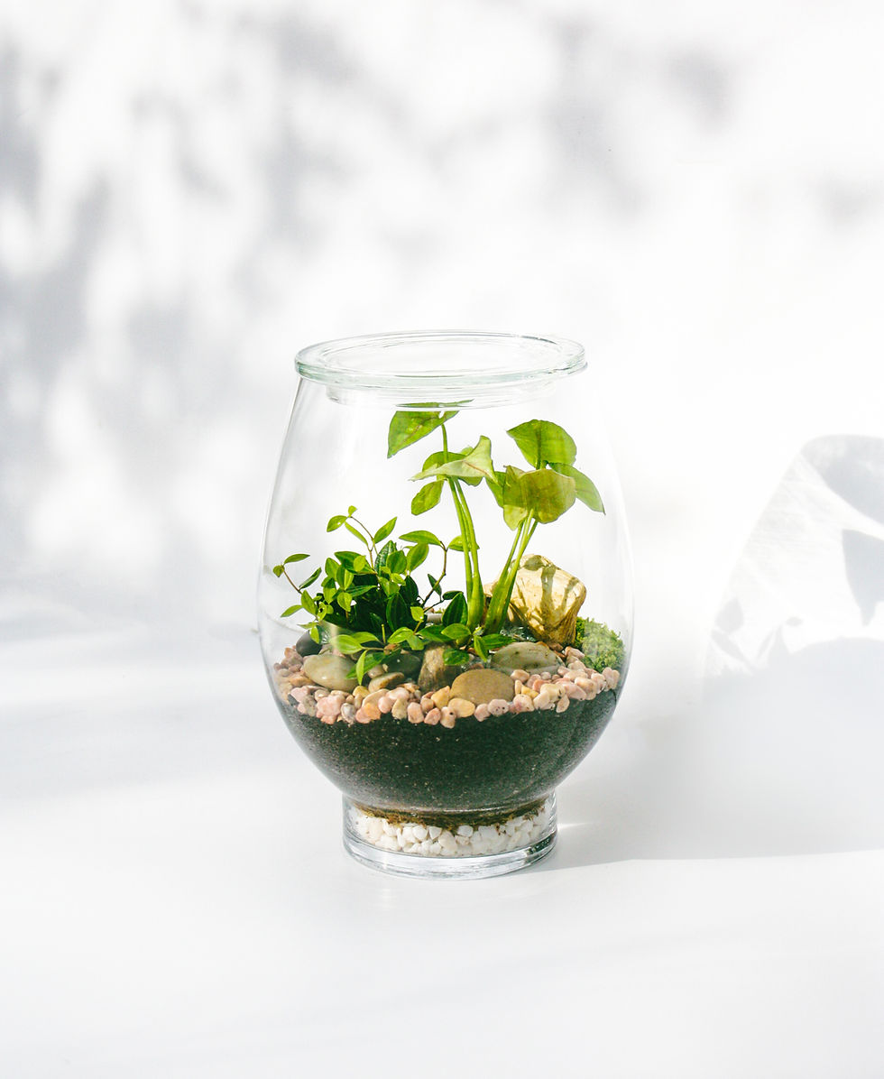 Wenderplant, terrarium, Sydney terrarium, terrarium shop, terrarium gift