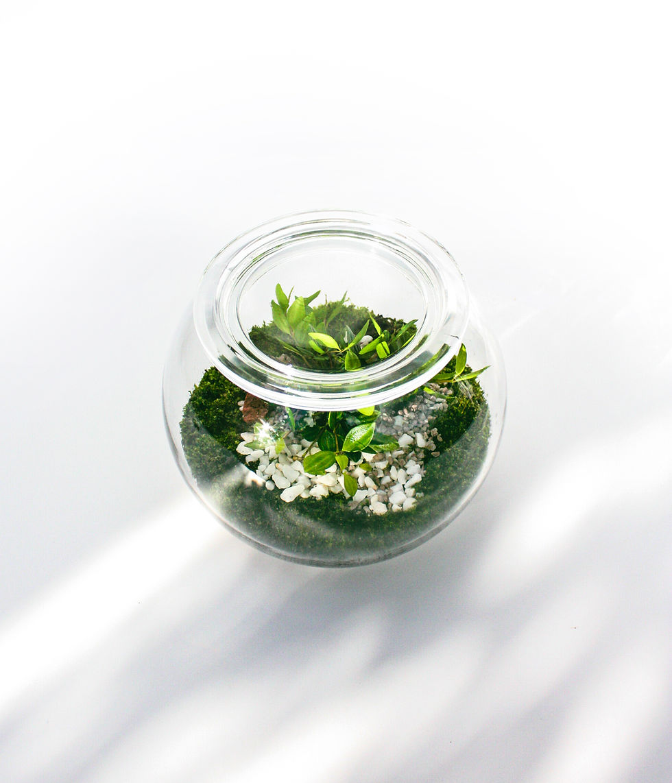 Wenderplant, terrarium, Sydney terrarium, terrarium shop, terrarium gift, fishbowl terrarium,