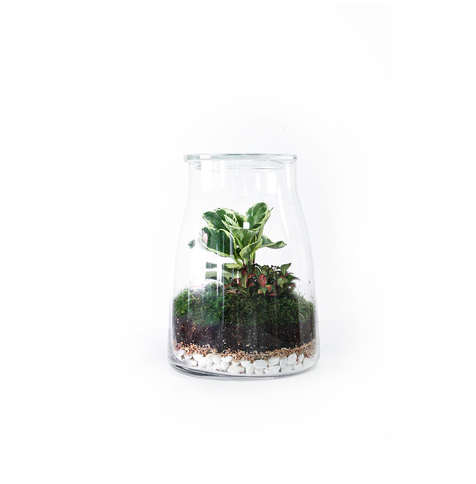 wenderplant, sydney terrarium, terrarium sydney, terrarium, plant gift