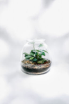 Terrarium Pumpkin