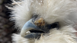 Neussteen bij vogels, ook wel gekend als rhinolieten