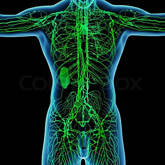 lymphatic areas copy.jpg