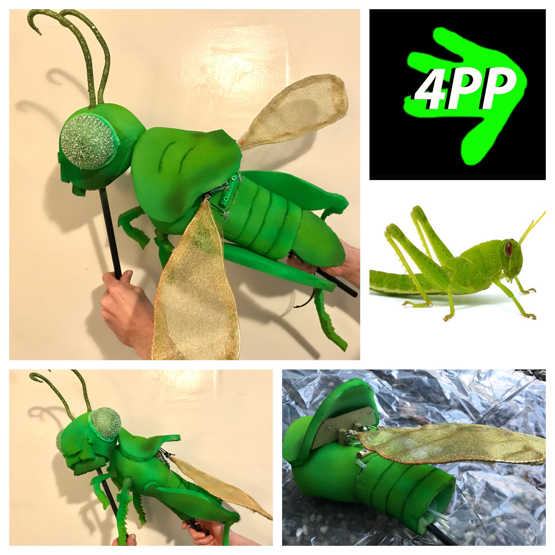 Grasshopper