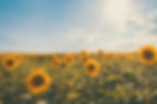AdobeStock_273849119.jpeg
