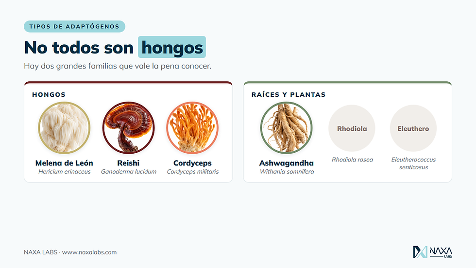 Las dos familias de adaptógenos: hongos (melena de león, reishi, cordyceps) y raíces y plantas (ashwagandha, rhodiola, eleuthero)