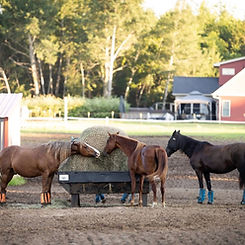 IMG_2714.jpeg