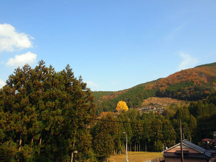 樹齢400年の千本銀杏