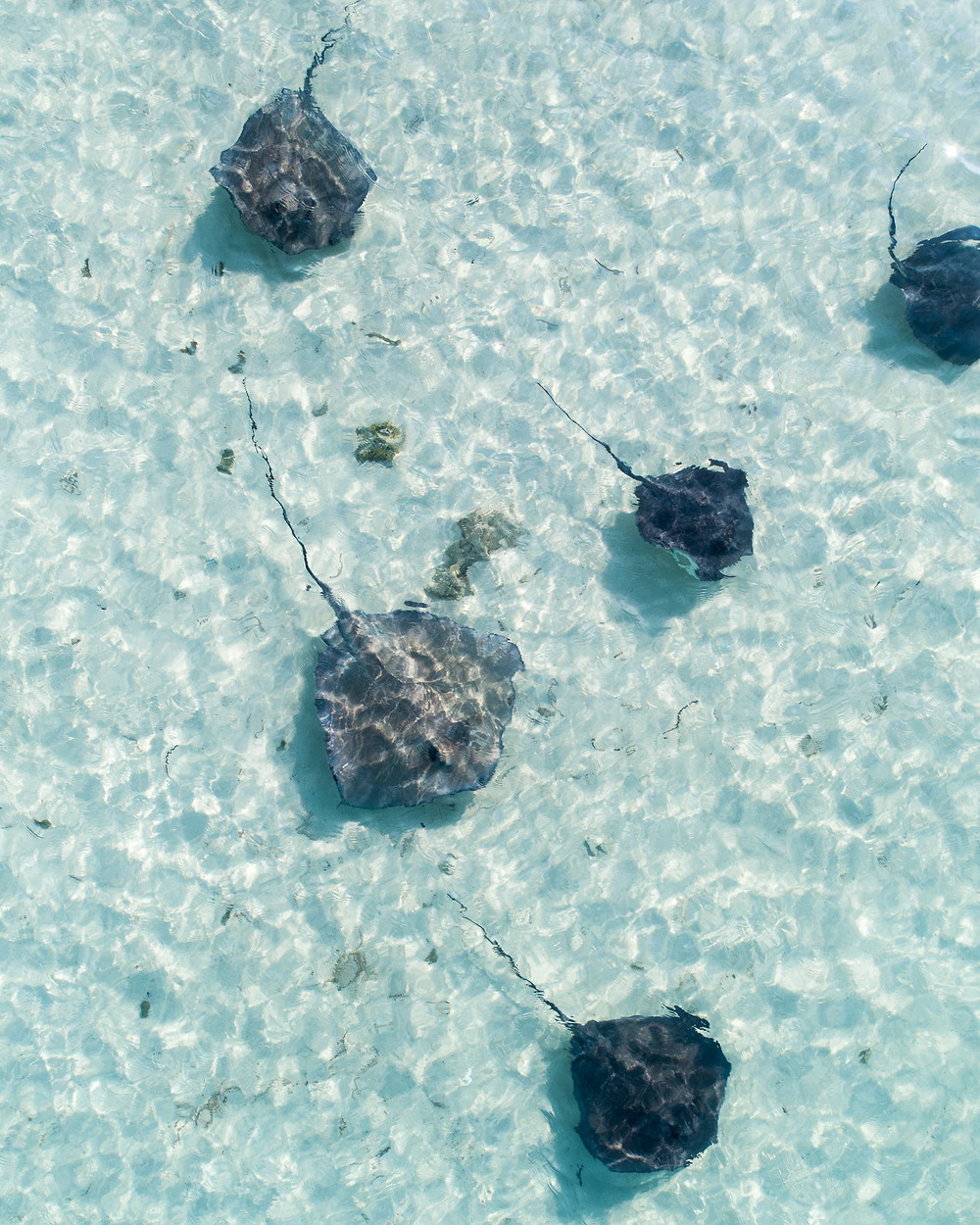 Stingrays picture taken from a drone in the bahamas by pierce gainey