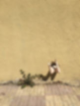 IMG_5296.jpeg