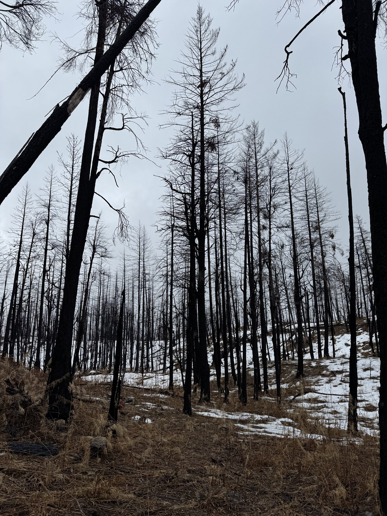 Burnt multi-aged Douglas-fir and Ponderosa pine