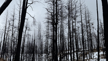 Nk’Mip Forestry Leads SFI-Supported Wildfire Recovery Project