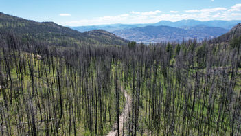 Nk’Mip Forestry Advances Large-Scale Planting Through the 2 Billion Trees Program
