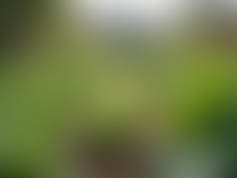 Investing in Communities: Dandelion's Commitment