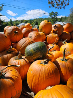Pumpkins at Swain Family Farm 2024