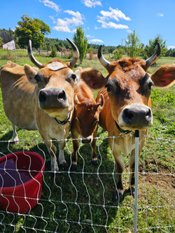 Jersey Cows at Morning Glory Farm 2024