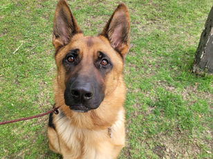 Omega | German Shepherd | San Marino, CA | In Training