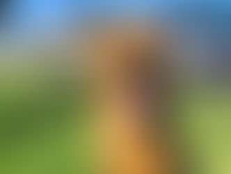 Luna | Rottweiler-Malinois Mix | Los Angeles, CA | In Training