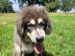 Krueger | Tibetan Mastiff | Azusa, CA | In Training