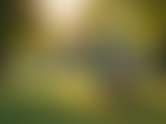 Affordable Divorce Solutions Without Attorney Fees