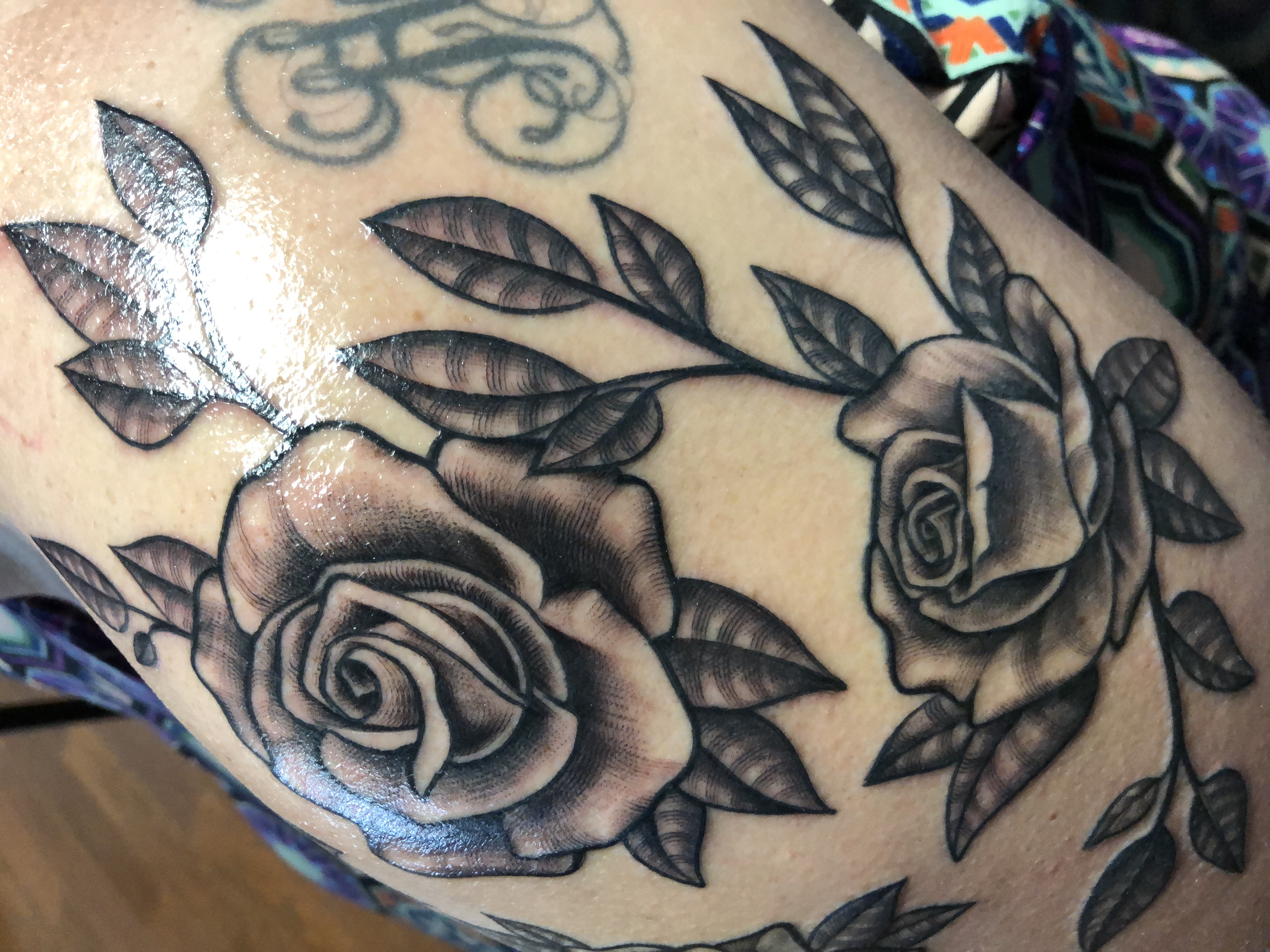 rose on vines