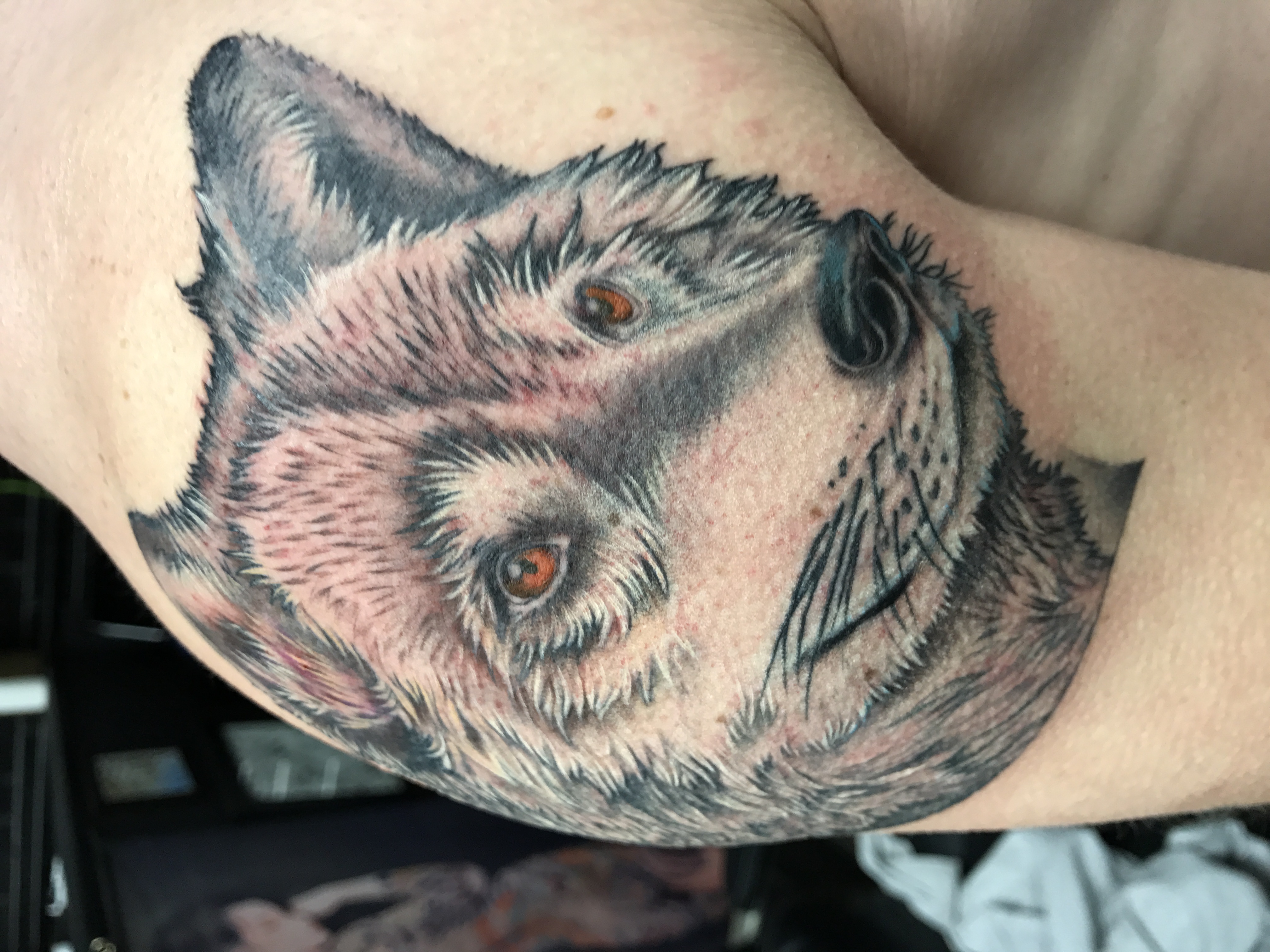 wolf color tattoo