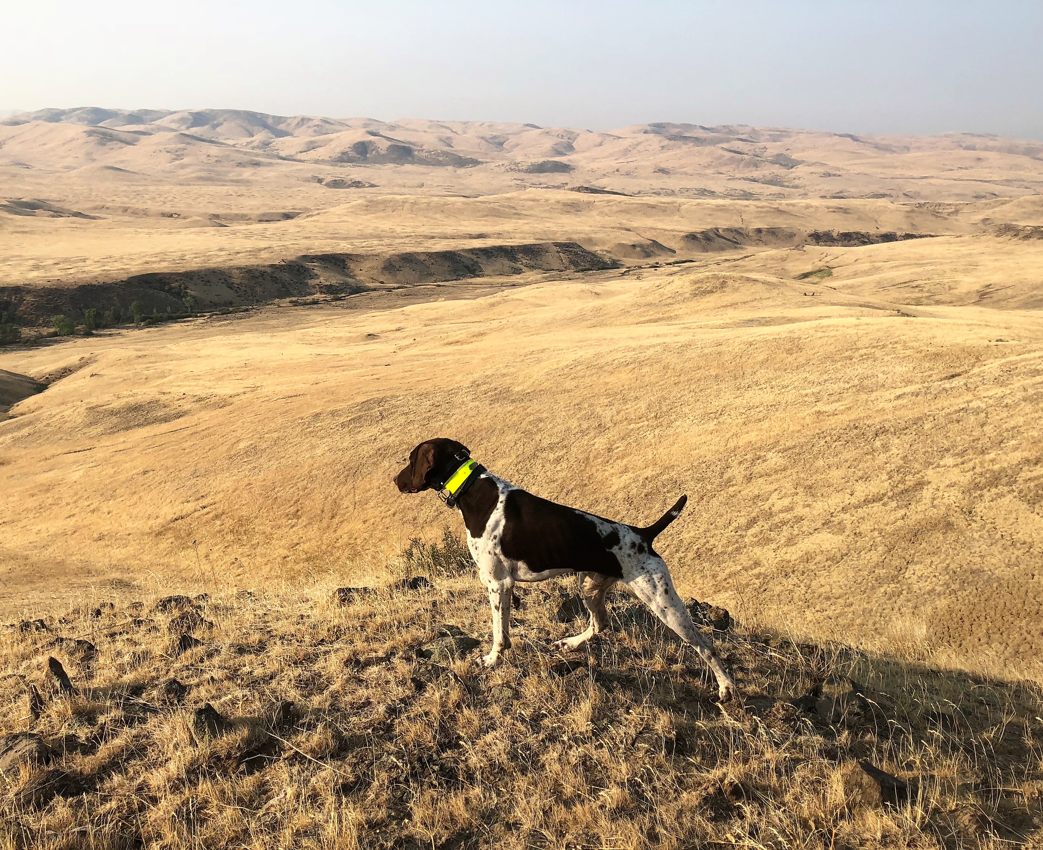 Prairie Wind GSPs German Shorthaired Pointer Wyoming