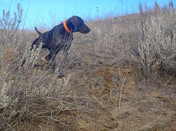 River's Intense Point