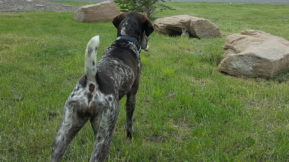 Prairie Wind GSPs German Shorthaired Pointer Wyoming