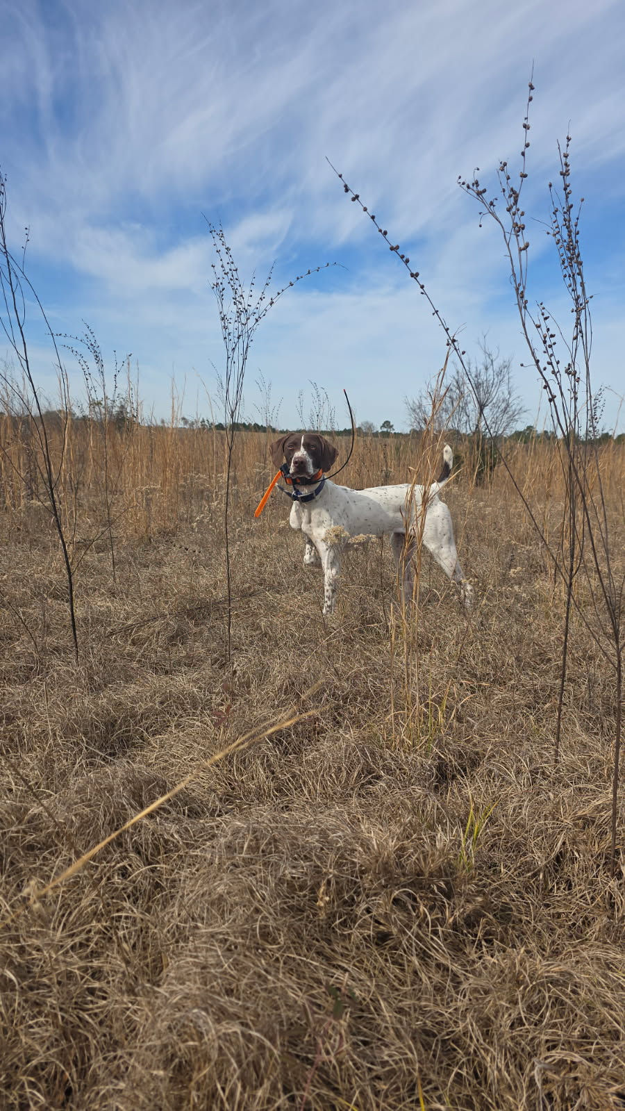 MSPW A Need For Speed "Needa"