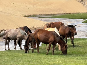 Lieferketten zu Pferd: Lektionen in Resilienz aus der Steppe