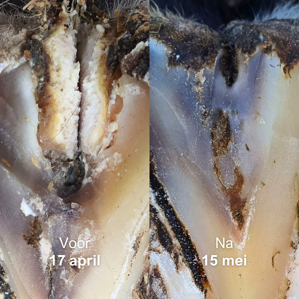 Voor en nafoto straalkanker paard