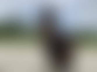 Stress bij paarden: Signalen, oorzaken en natuurlijke oplossingen