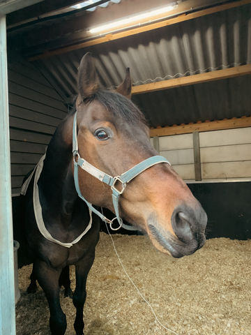 Foto van een paard dat ontspannen is tijdens de bioresonantie behandeling