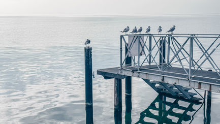 Seagulls perched on a wooden pier by the sea.