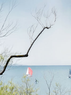 Two sailboats on a calm lake, tree branches foreground.