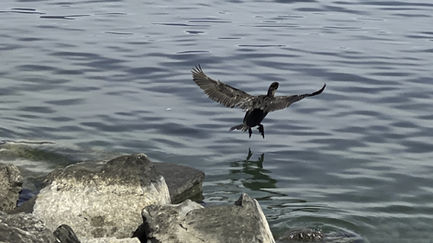Bird landing on water near rocky shore.